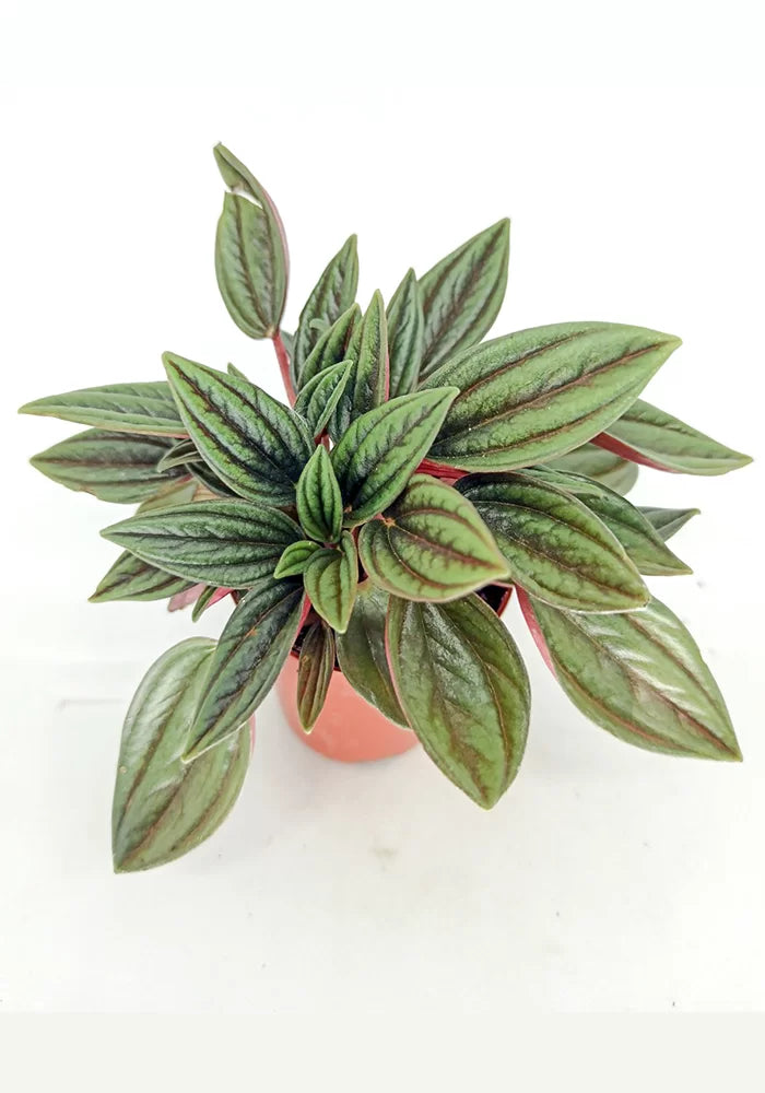 Peperomia Rosso XS