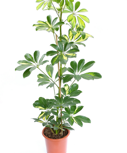 Schefflera