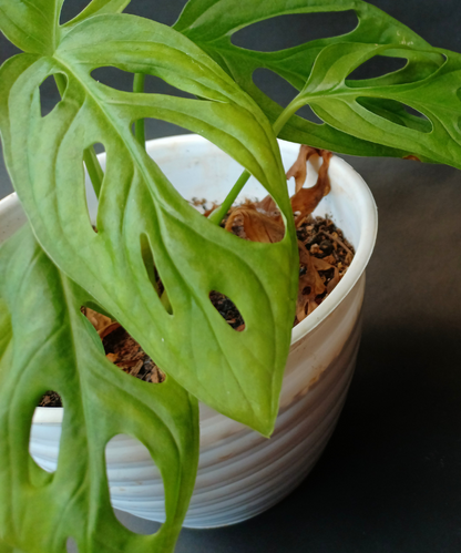 monstera cuminata Monstera acuminata – Greenvenao