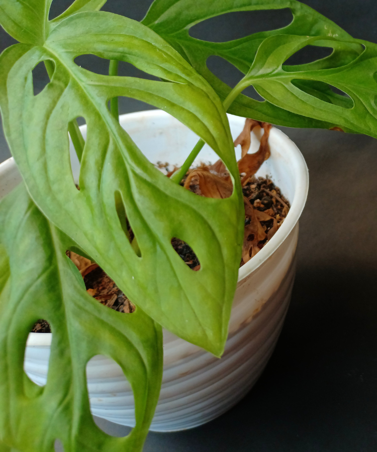 Monstera acuminata