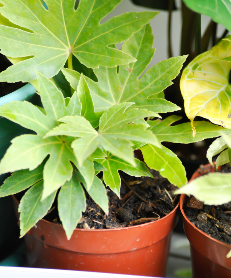 Variegated Japanese Aralia