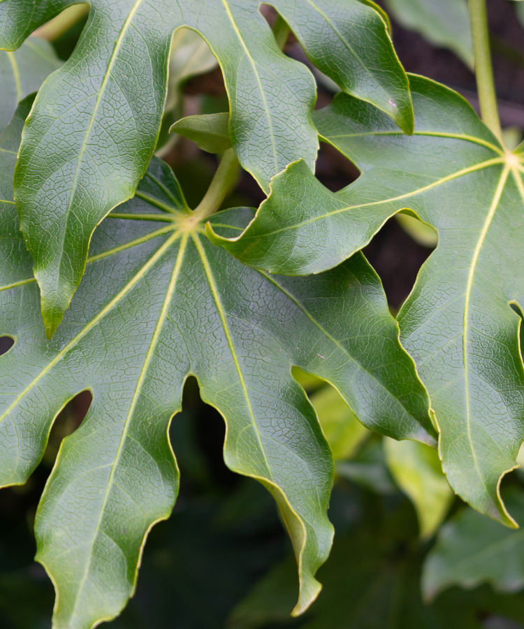 Variegated Japanese Aralia