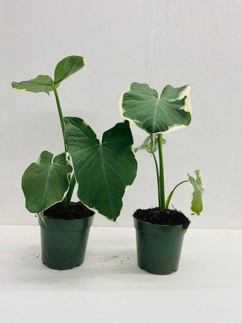 Alocasia Mibia S