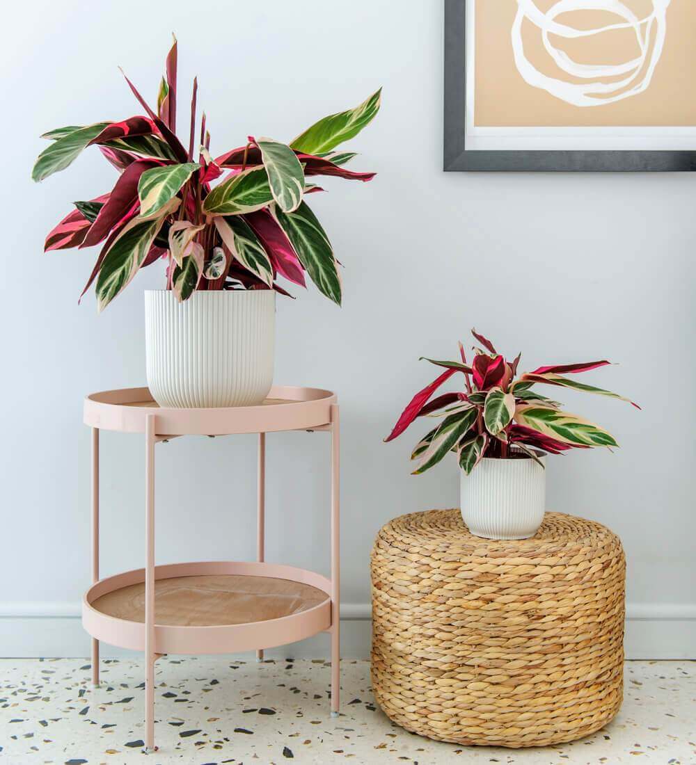 Calathea Stromanthe Triostar