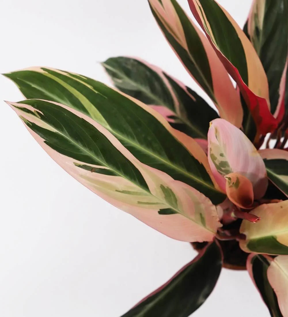 Calathea Stromanthe Triostar