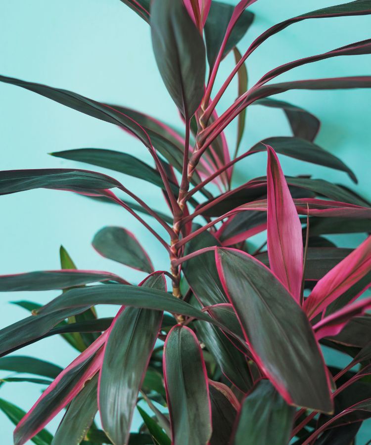 Cordyline