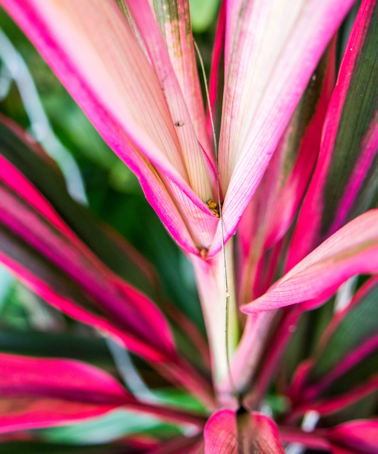 Cordyline