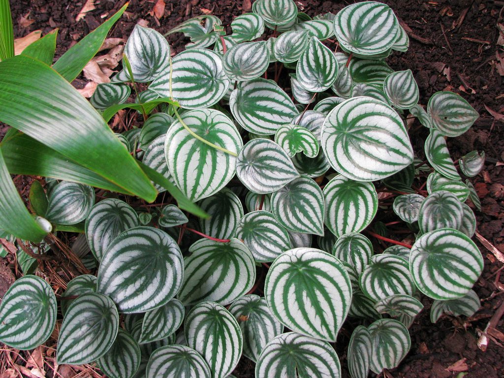 Peperomia Watermelon