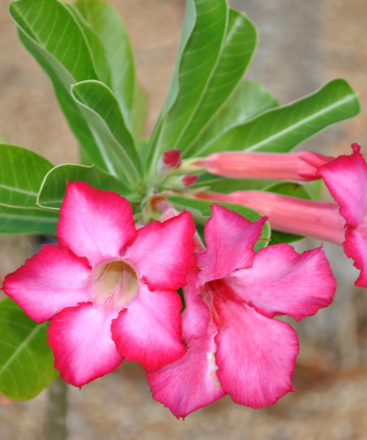 Desert rose