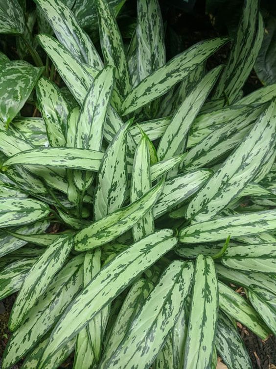 Aglaonema Black Lance