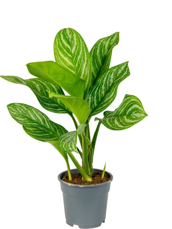 Aglaonema Stripe