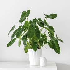 Philodendron