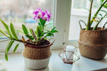 Orquidea Dendrobium Mini