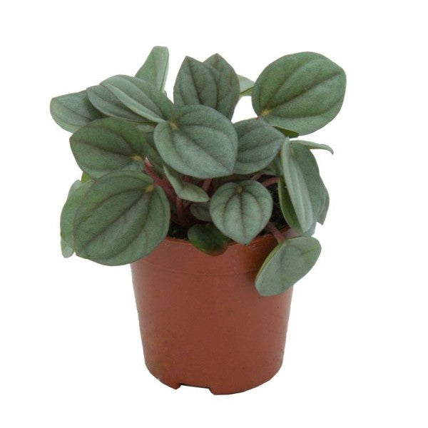 Peperomia Milano XS