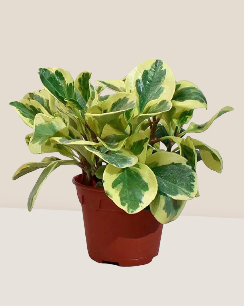 Peperomia Obtusifolia M