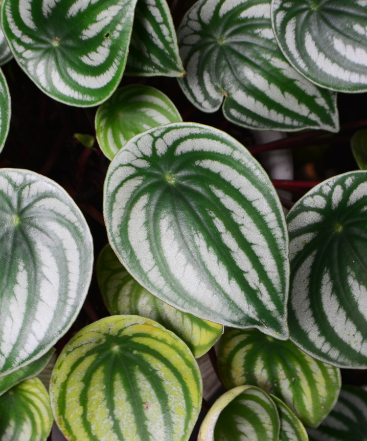 Peperomia Griseoargentea