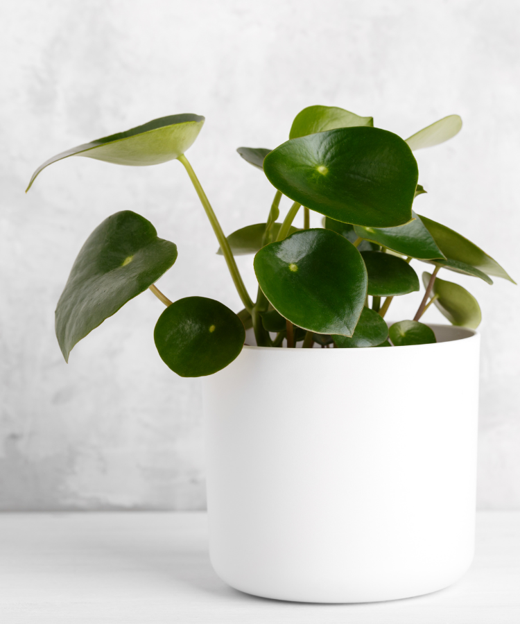 Peperomia verde