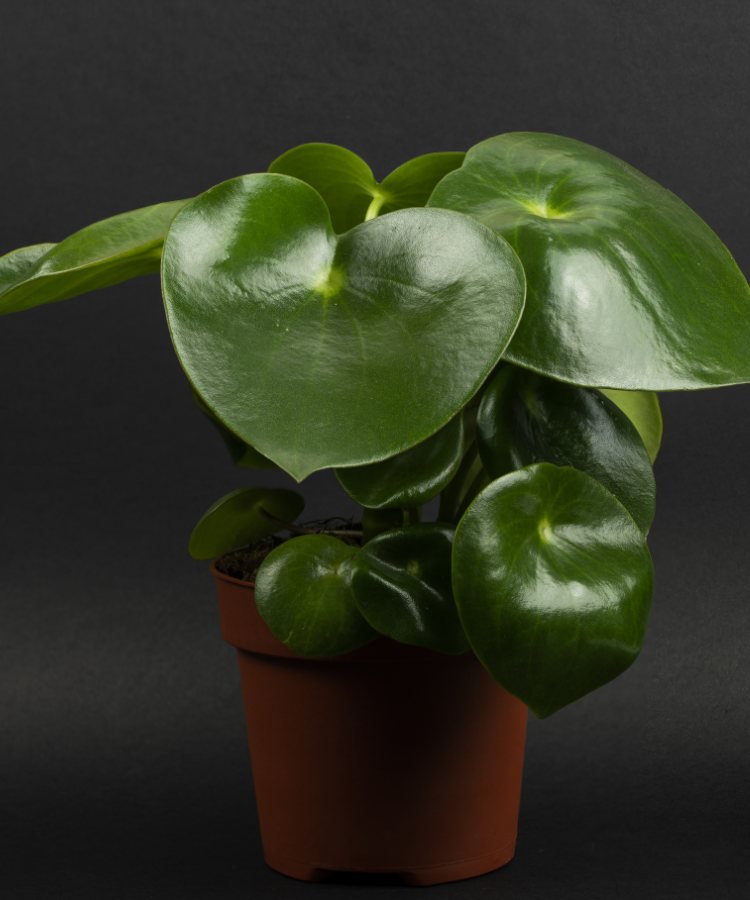 Peperomia verde