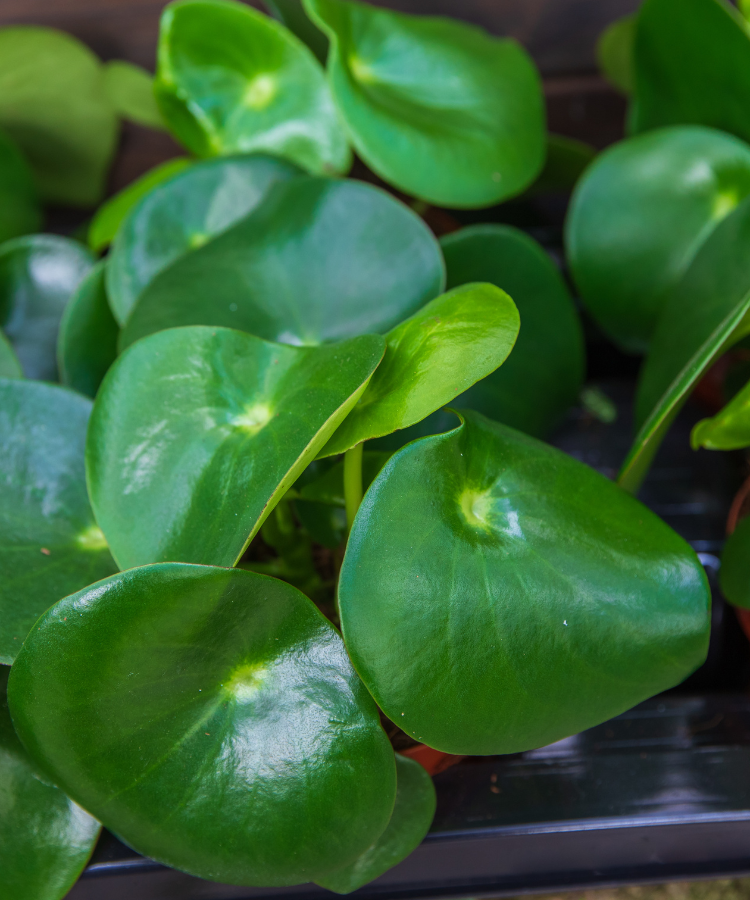 Peperomia verde