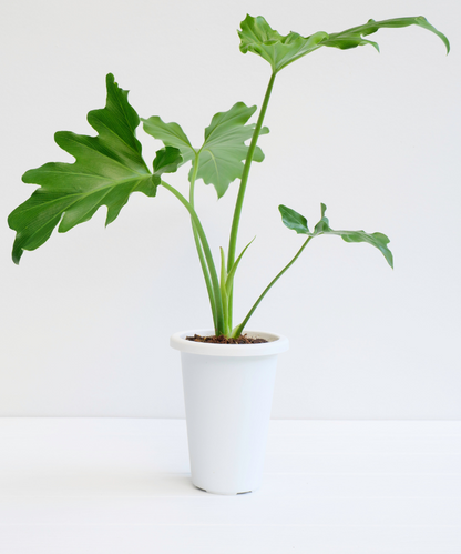 philodendron bipinnatifidum price Philodendron Bipinnatifidum – Greenvenao