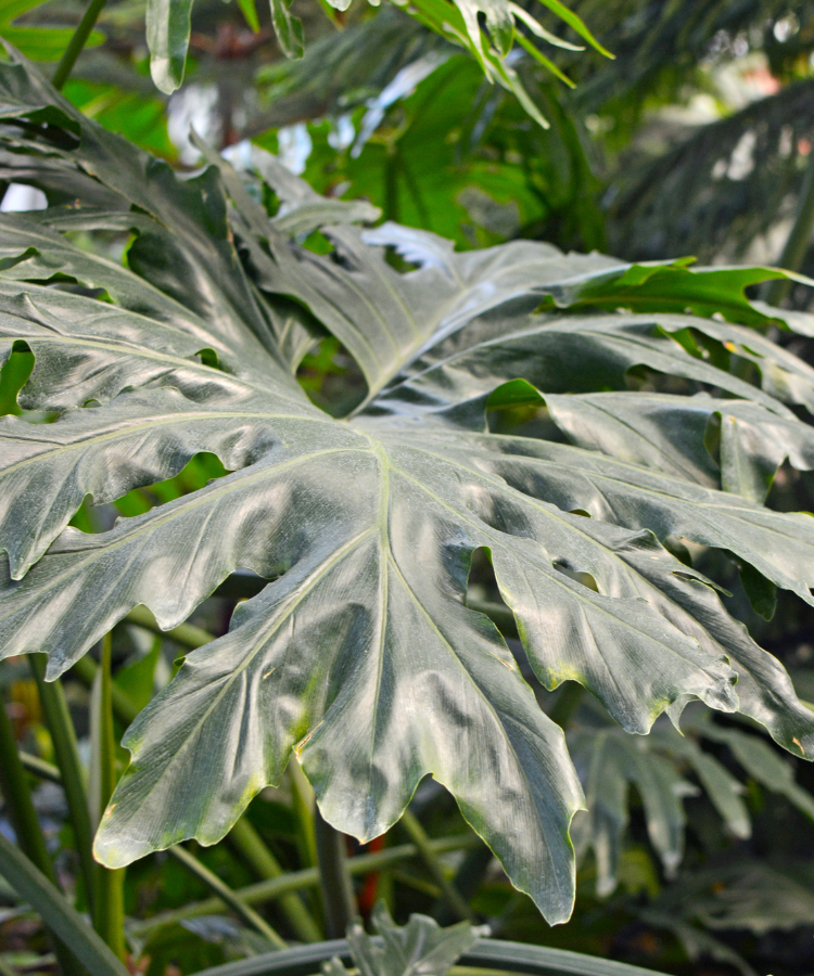 philodendron à feuilles bipinnatifides Philodendron Bipinnatifidum – Greenvenao