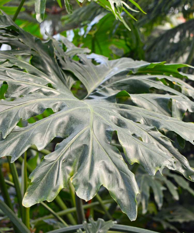 Philodendron Bipinnatifidum