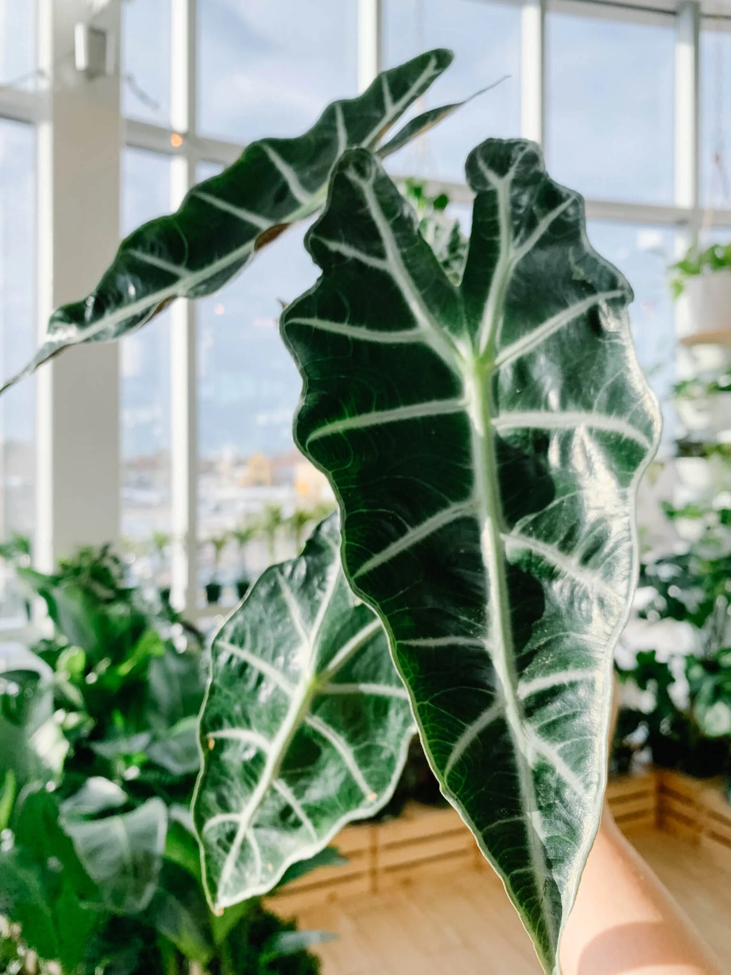 Alocasia Polly