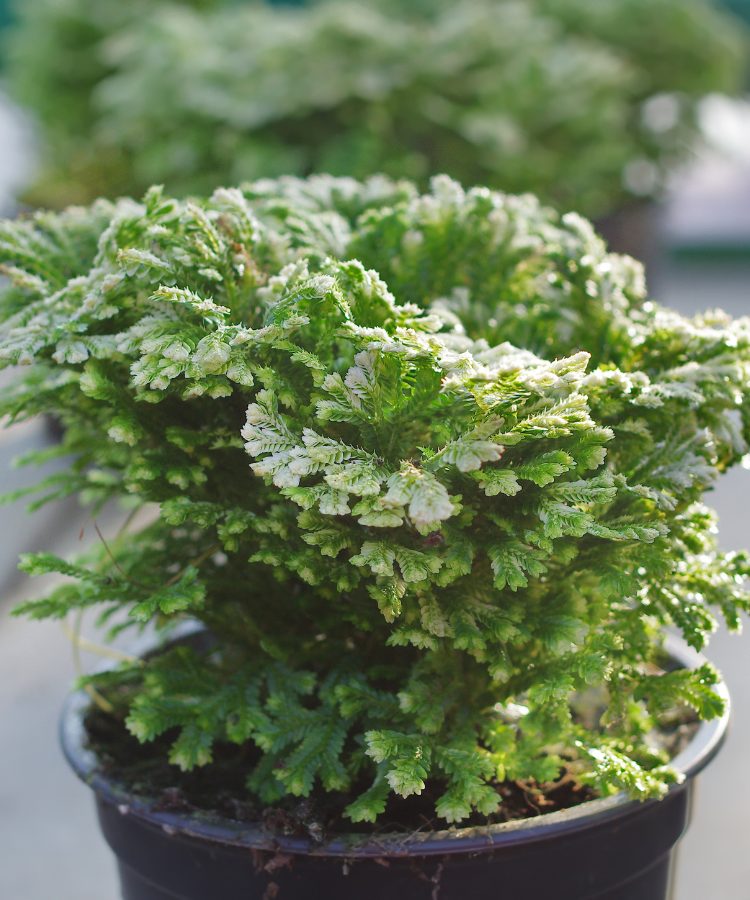 resurrection plant terrarium Resurrection plant