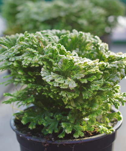 Resurrection plant