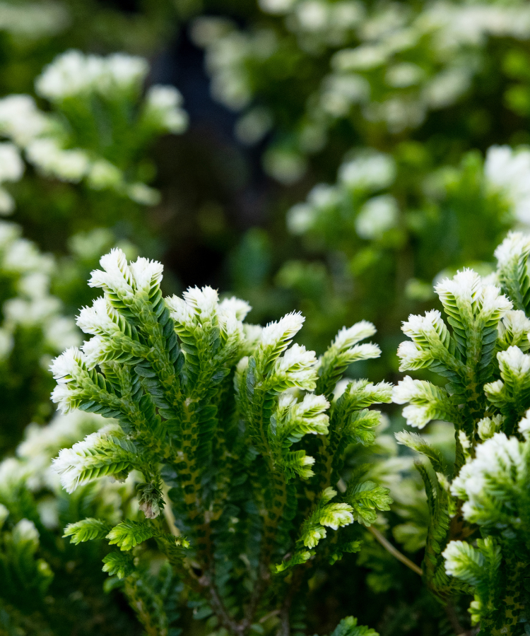 Resurrection plant