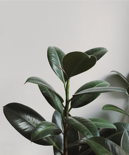 Rubber plant