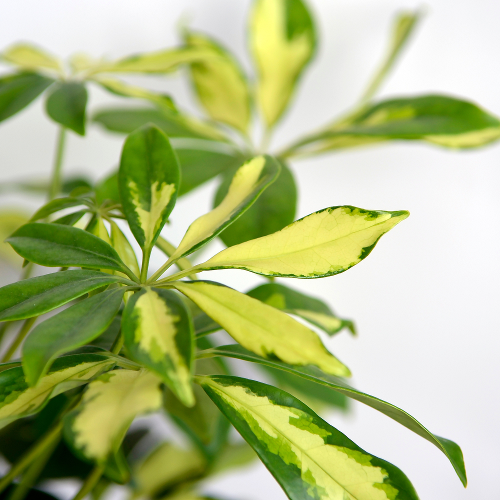 Schefflera Tree