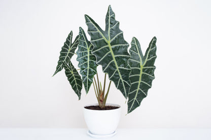 Alocasia Polly