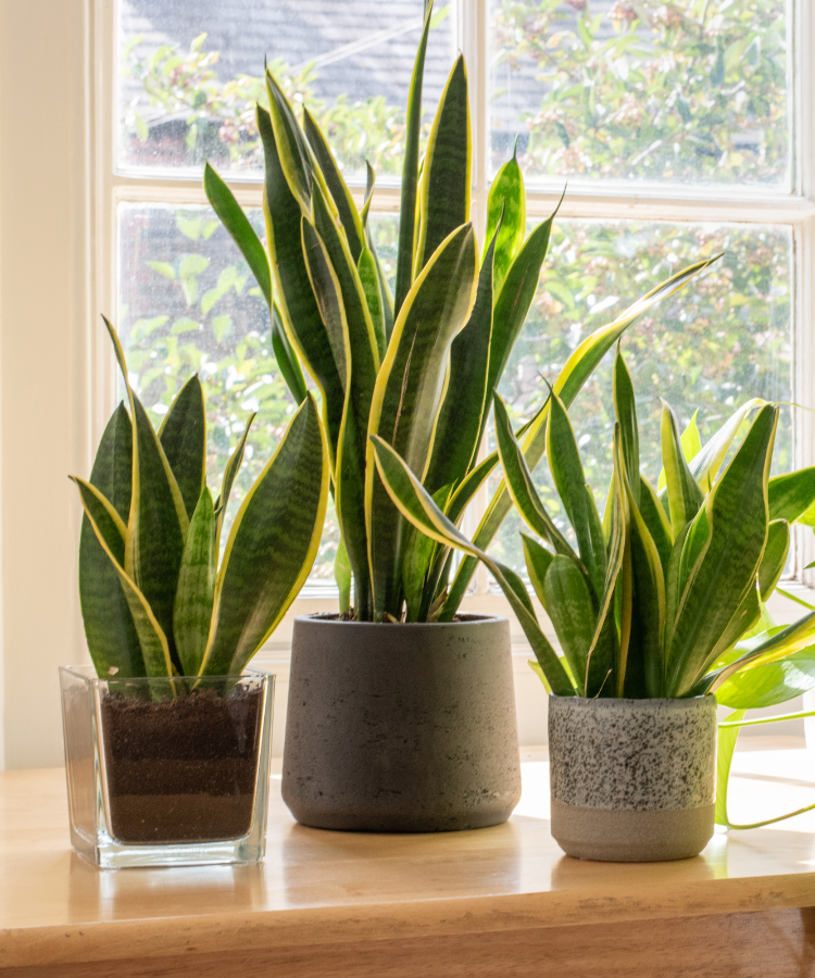 snake plant denver Snake Plant – Greenvenao