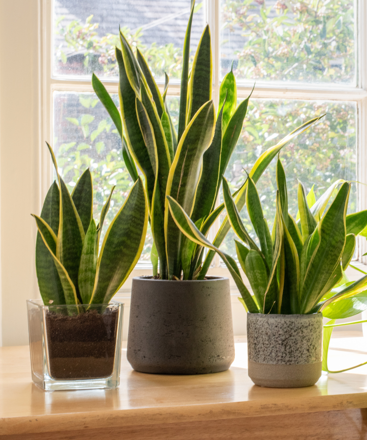 Snake Plant