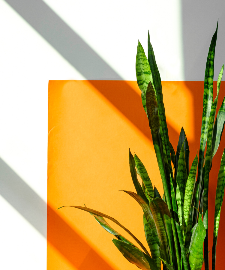 orange snake plant Snake Plant – Greenvenao